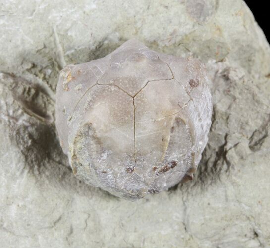 Blastoid (Pentremites) Fossil - Illinois #60145